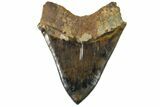 Serrated, Colorful Megalodon Tooth - Indonesia #151825-2